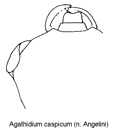 agathidium_caspicum_k.gif