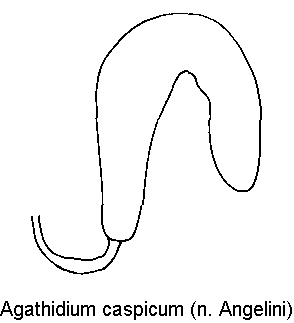 agathidium_caspicum_sperm.gif