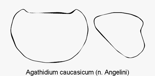 agathidium_caucasicum_hsch.gif