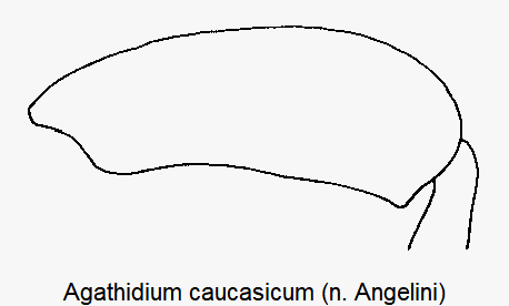 agathidium_caucasicum_hschl.gif