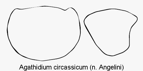 agathidium_circassicum_hsch.gif
