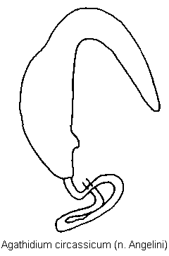 agathidium_circassicum_sperm.gif