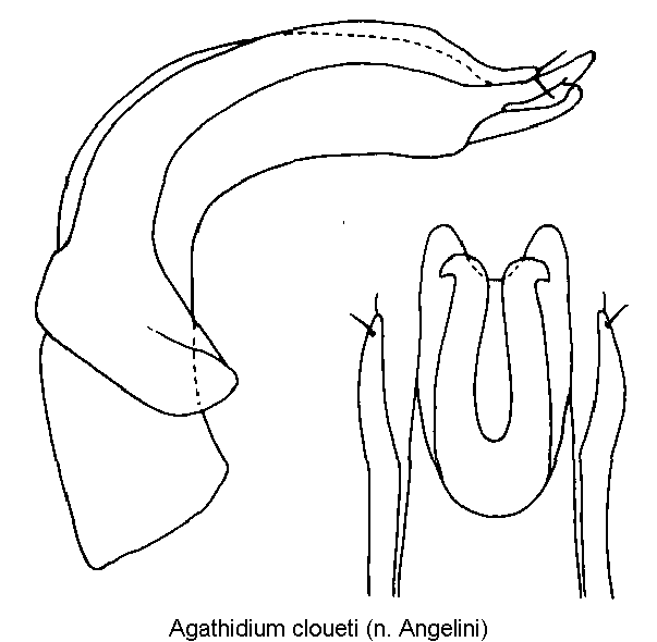 agathidium_cloueti.gif