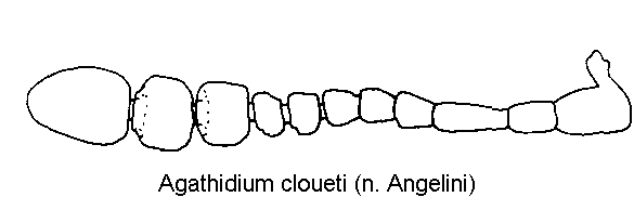 agathidium_cloueti_f.gif