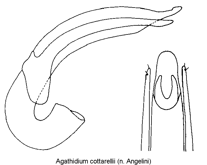 agathidium_cottarellii.gif