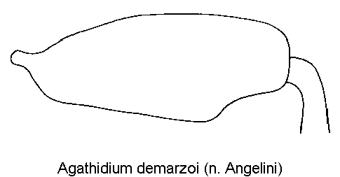 agathidium_demarzoi_hschl.gif