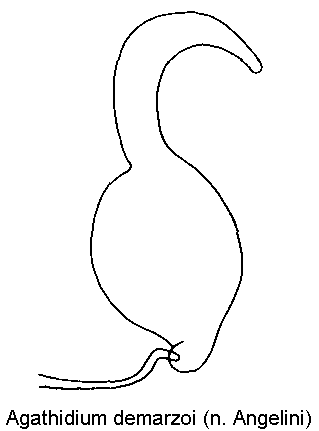 agathidium_demarzoi_sperm.gif