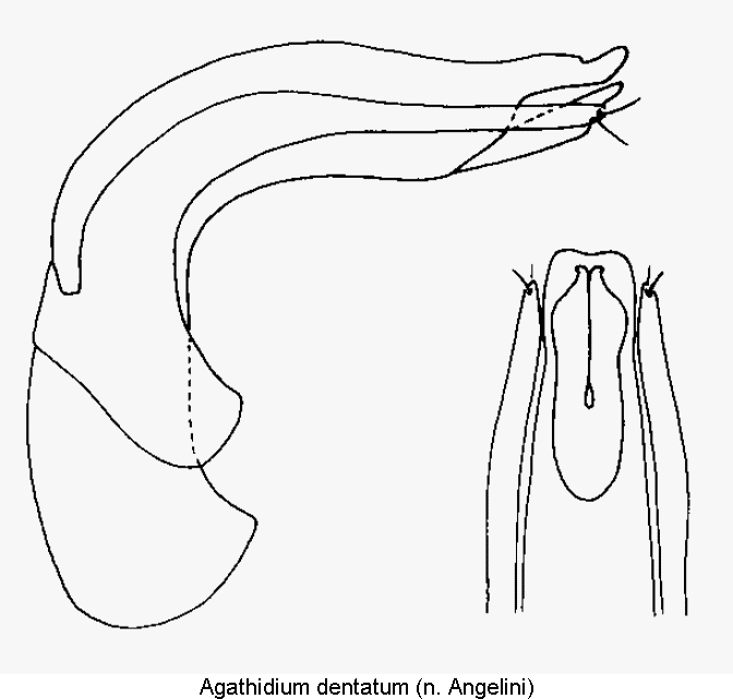agathidium_dentatum.gif