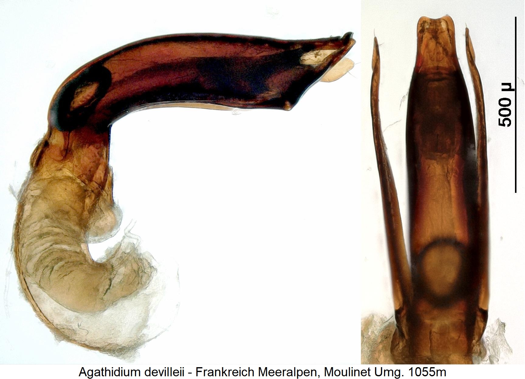 agathidium_devillei1.jpg