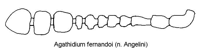 agathidium_fernandoi_f.gif