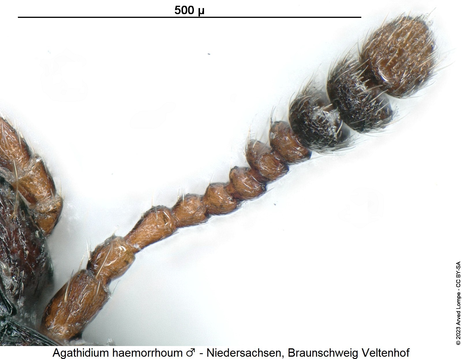 agathidium_haemorrhoum_m_f.jpg