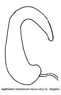 agathidium_heyrovskyi_sperm.gif