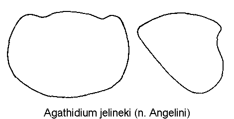 agathidium_jelineki_hsch.gif