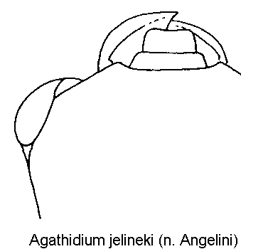 agathidium_jelineki_k.gif