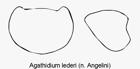 agathidium_lederi_hsch.gif