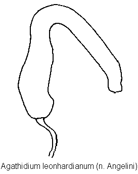 agathidium_leonhardianum_sperm.gif