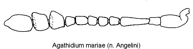 agathidium_mariae_f.gif
