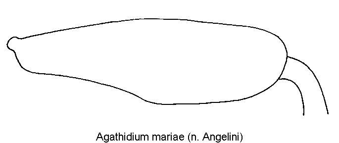 agathidium_mariae_hschl.gif