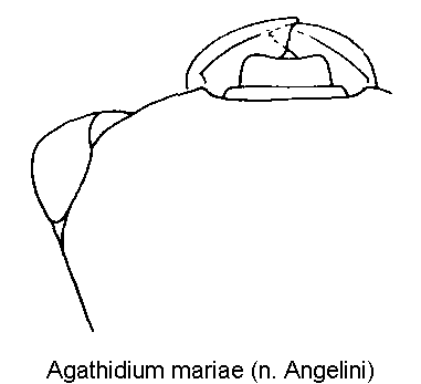agathidium_mariae_k.gif