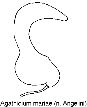 agathidium_mariae_sperm.gif