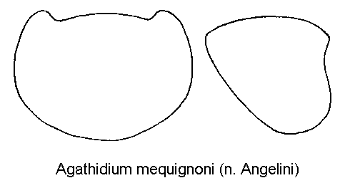 agathidium_mequignoni_hsch.gif