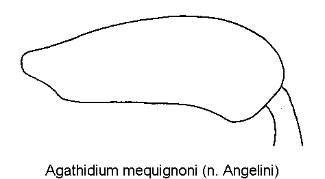 agathidium_mequignoni_hschl.gif