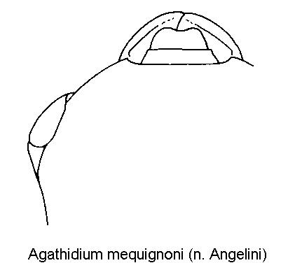 agathidium_mequignoni_k.gif