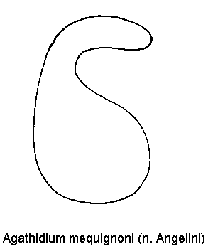 agathidium_mequignoni_sperm.gif
