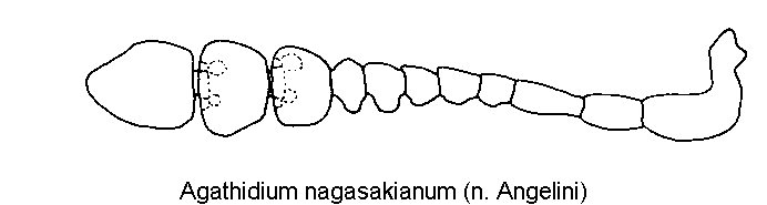 agathidium_nagasakianum_f.gif
