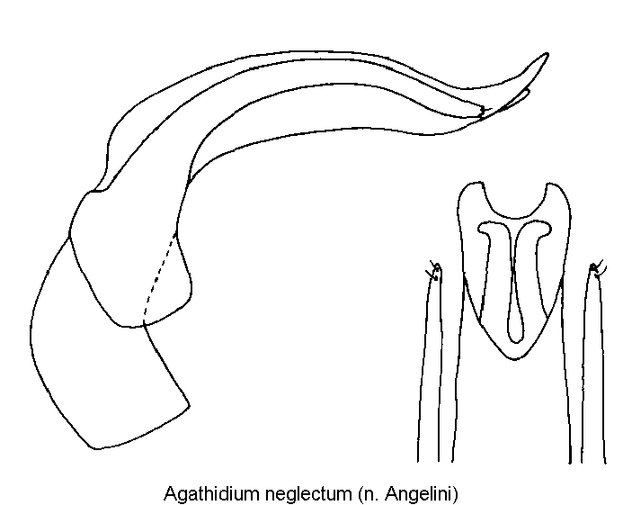 agathidium_neglectum.gif