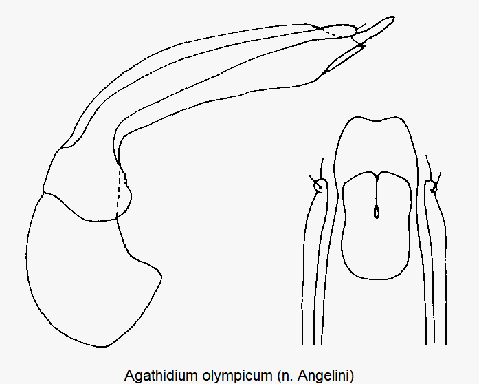 agathidium_olympicum.gif