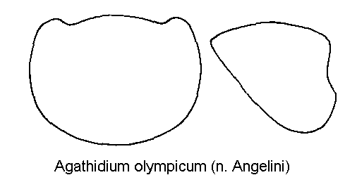 agathidium_olympicum_hsch.gif