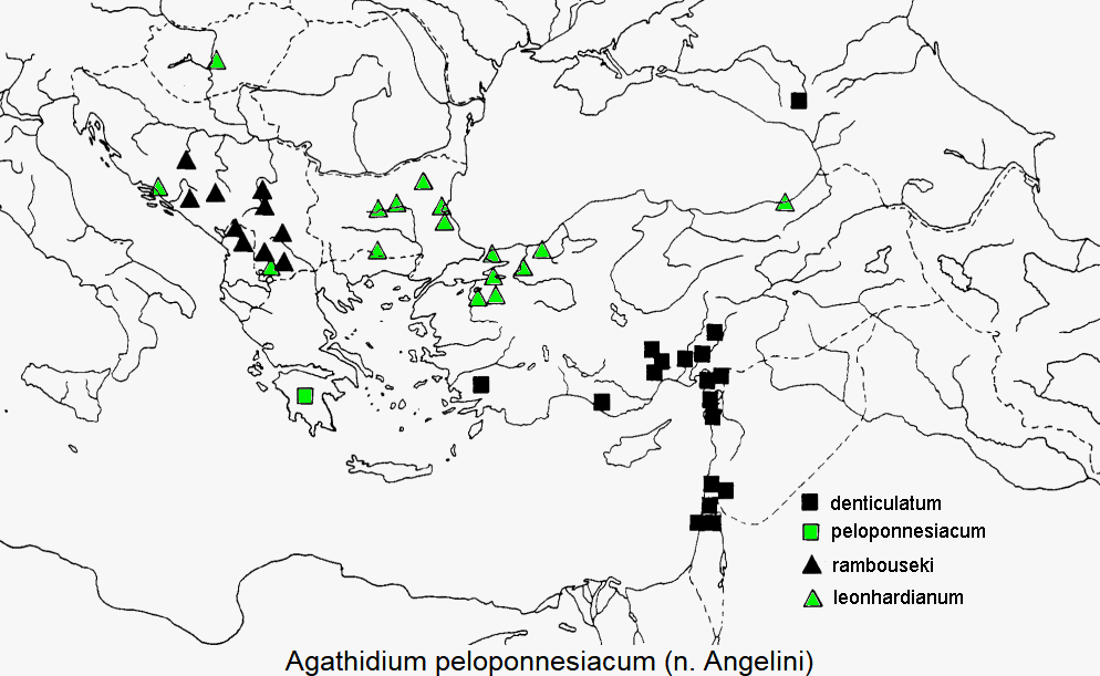 agathidium_peloponnesiacum_dis.gif