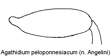 agathidium_peloponnesiacum_hschl.gif