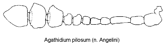 agathidium_pilosum_f.gif