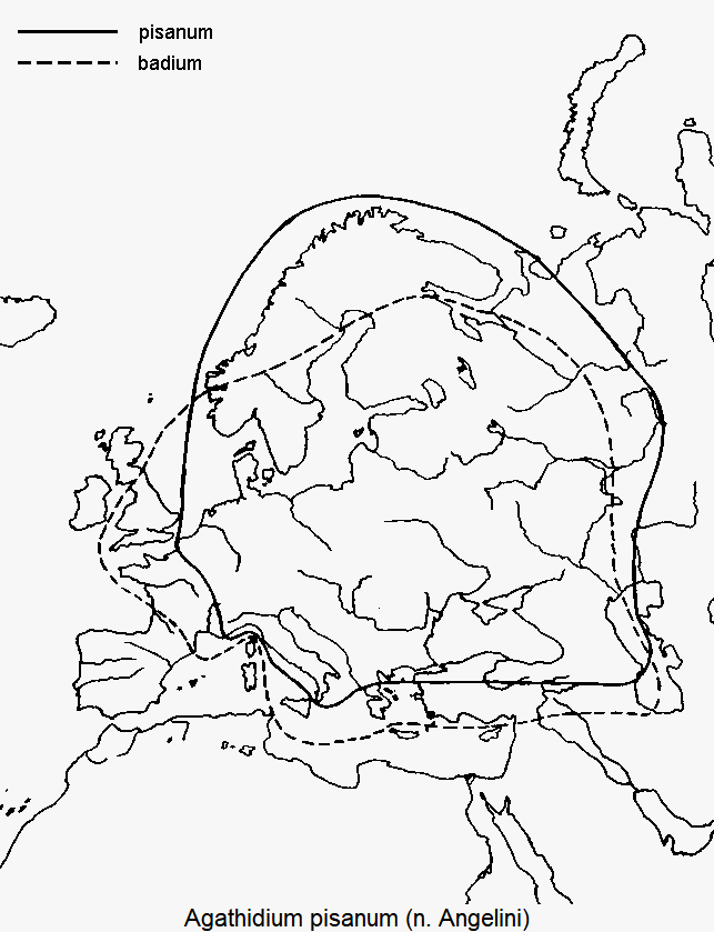 agathidium_pisanum_dis.gif