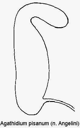 agathidium_pisanum_sperm.gif