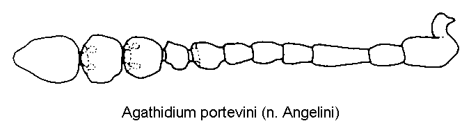 agathidium_portevini_f.gif