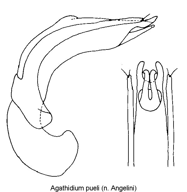 agathidium_pueli.gif