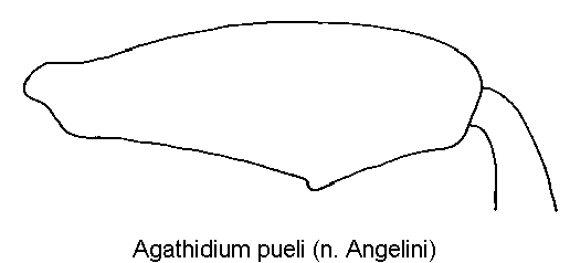 agathidium_pueli_hschl.gif