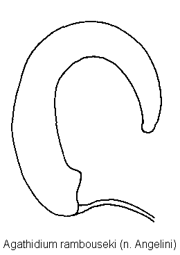 agathidium_rambouseki_sperm.gif
