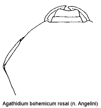 agathidium_rosai_k.gif