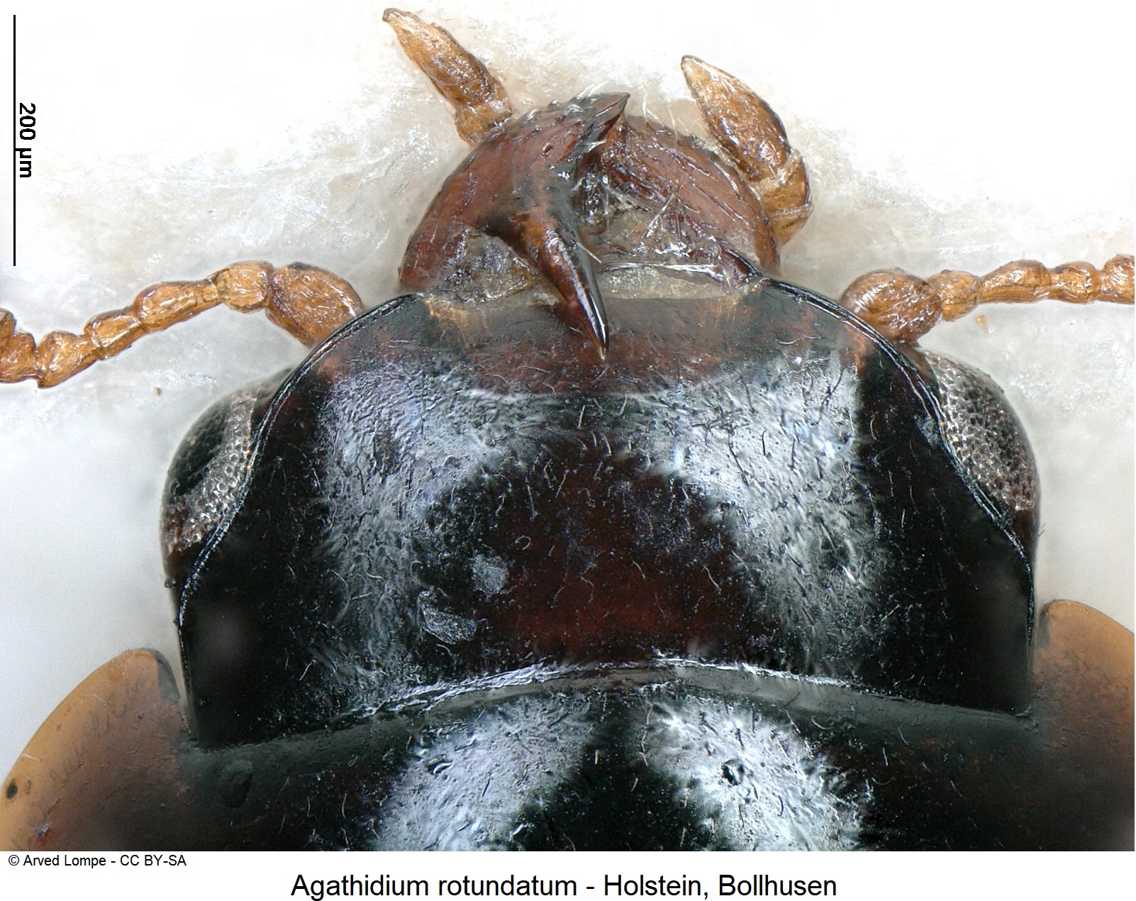 agathidium_rotundatum_m_ck3858_k.jpg