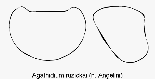 agathidium_ruzickai_hsch.gif