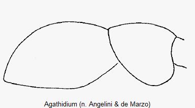 agathidium_schulter.gif