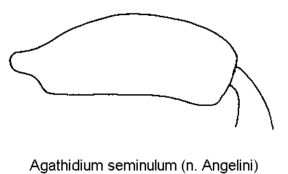 agathidium_seminulum_hschl.gif