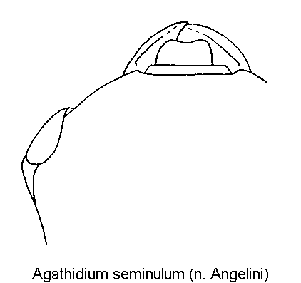 agathidium_seminulum_k.gif