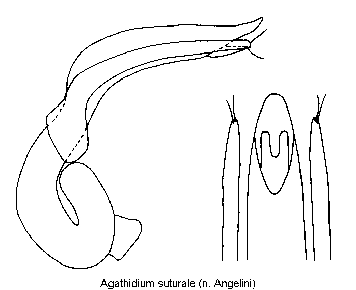 agathidium_suturale.gif