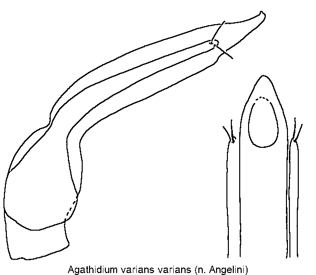 agathidium_varians.gif