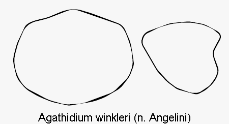 agathidium_winkleri_hsch.gif